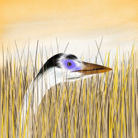 Illustration – NFT